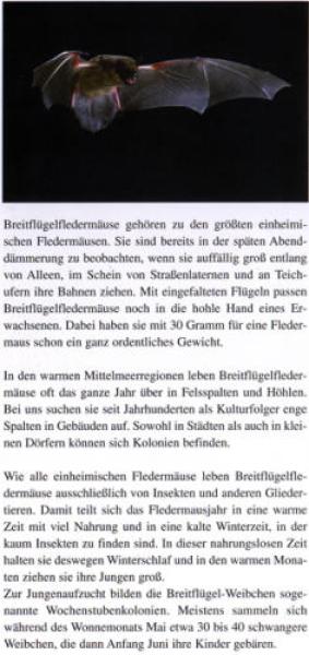 Faltblatt 'Die Breitflügelfledermaus' (Seite 2)
